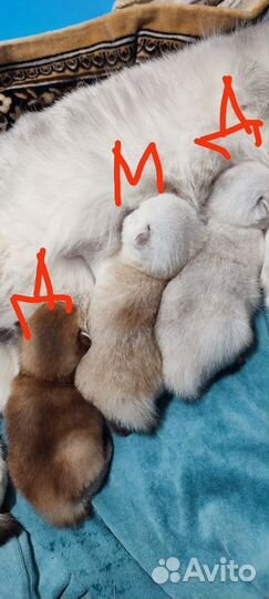 Шотландская шиншилла