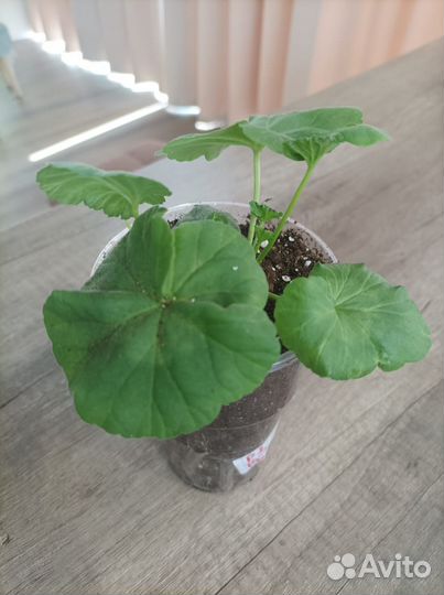 Герань пеларгония