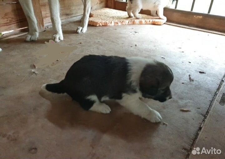 Щенки в добрые руки