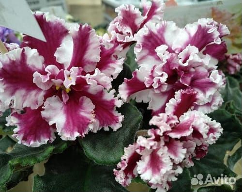 Сортовые фиалки