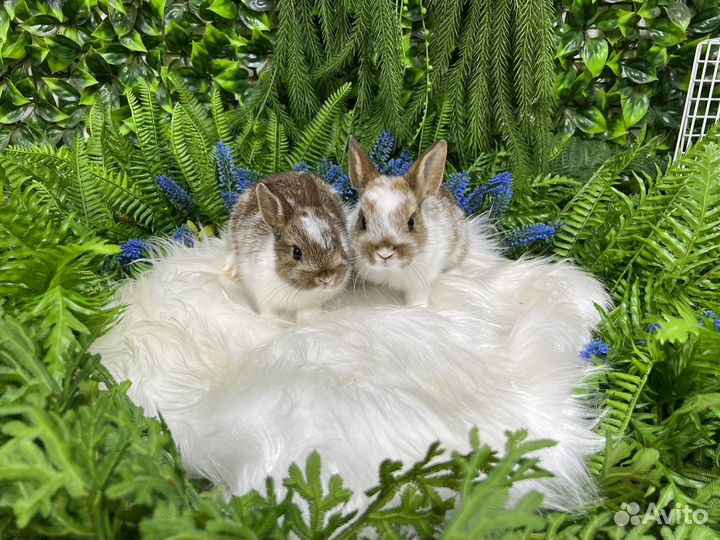 Карликовые кролики