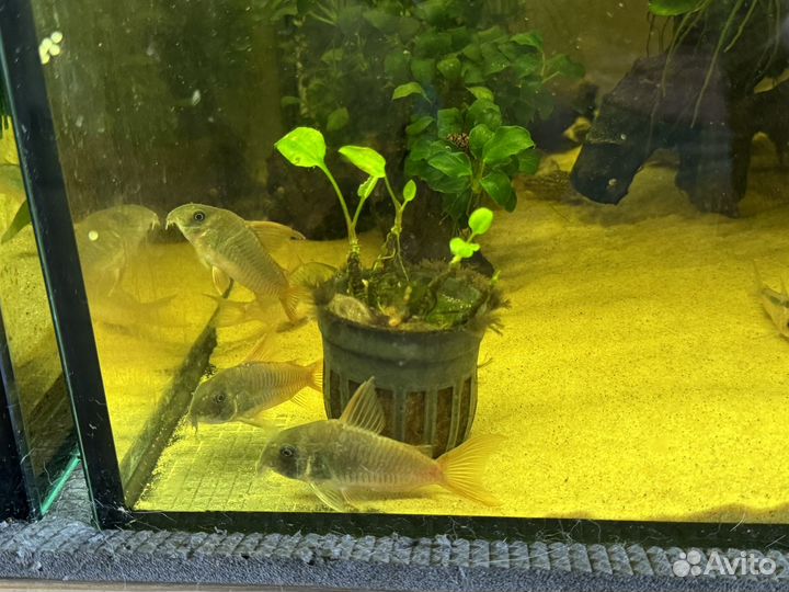 Коридорас Конколор