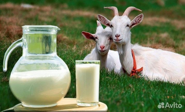 Молоко Козье