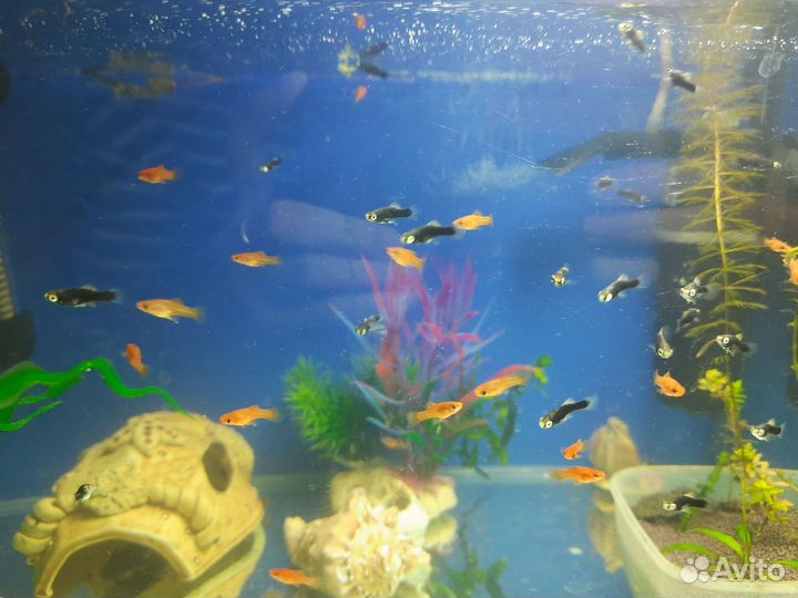 Аквариумные рыбки