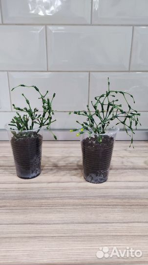 Хатиора - кактус 