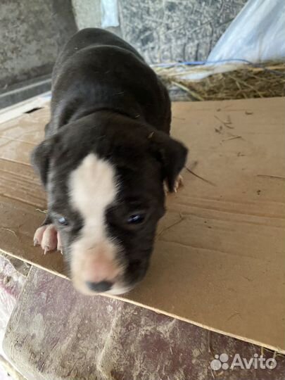 Щенки питбуля