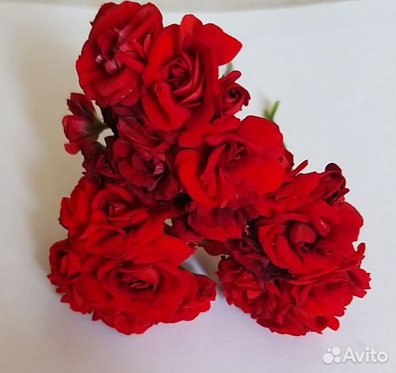 Пеларгонии, каланхоэ, декабристы