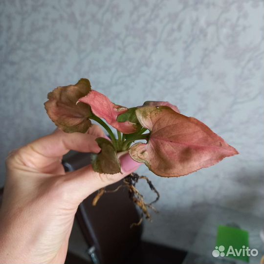 Сингониум Малиновый крем