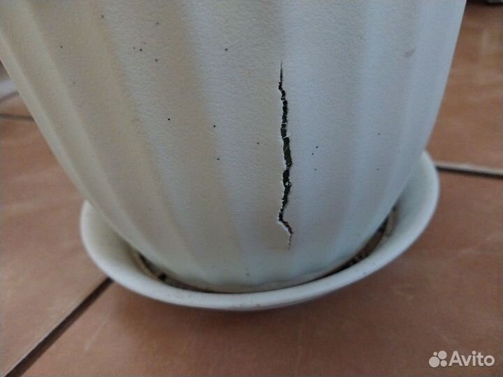 Сансевиерия