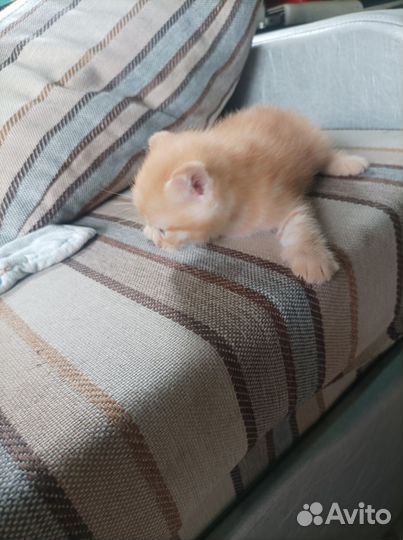 Рыжий котенок ласковый