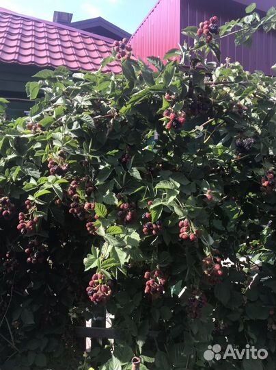 Ежевика саженцы