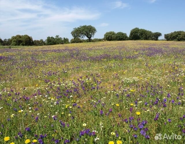 Мед 24 года из Алтая опт