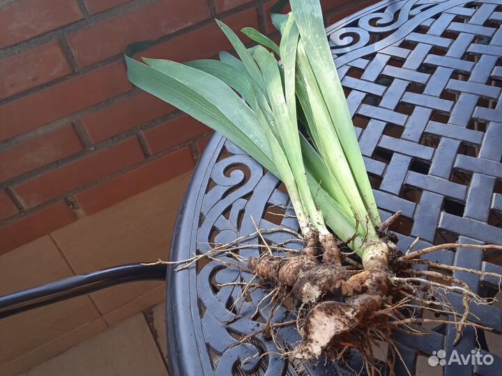 Ирис бело голубой и шоколадный