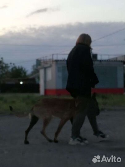 Выгул собак