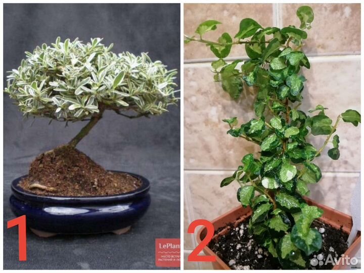 Редкие комнатные растения