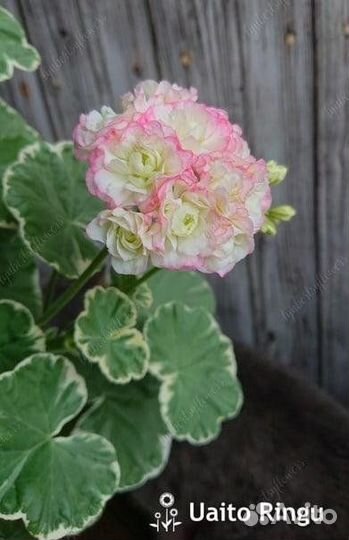 Пеларгония Uaito Ringu