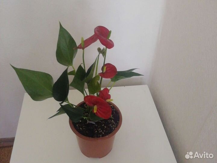 Антуриумы разные