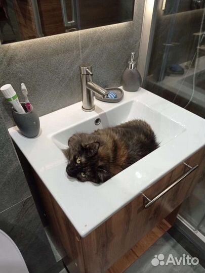 Стелла в дар