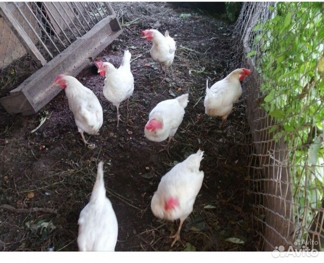 Куры несушки