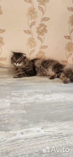 Отдам бесплатно кота и кошку