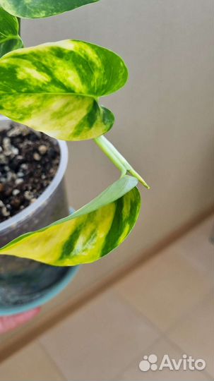 Сциндапсус эпипремнум золотистый