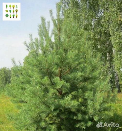 Крупномеры сосны