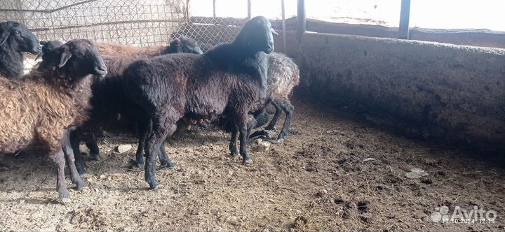 Бараны гиссарские