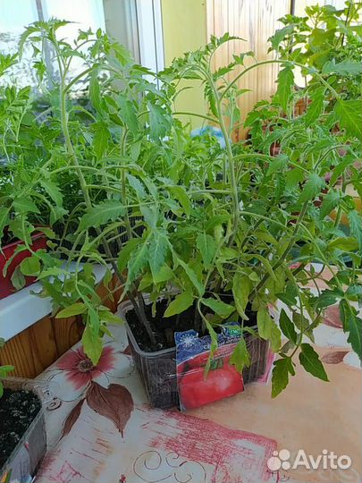 Рассада помидор