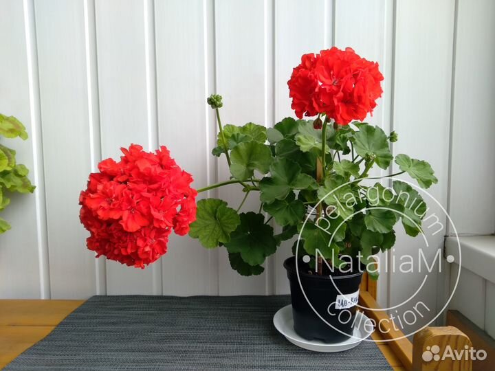 Ив-Красная Москва пеларгония (герань)