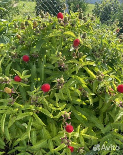 Тибетская малина