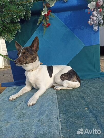 Маленькая собака бесплатно