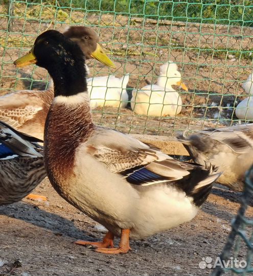 Утки башкирские