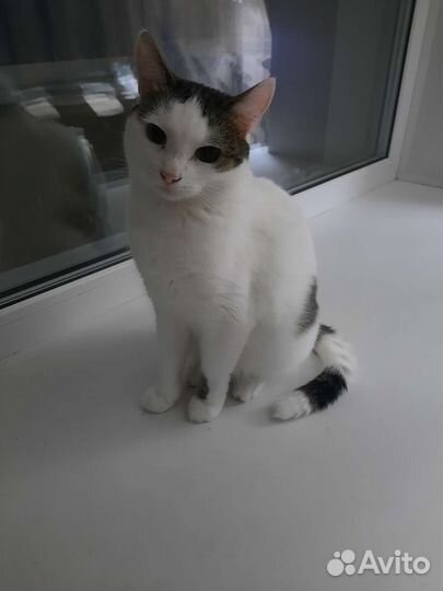 Котик в добрые руки