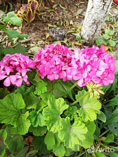 Герань танец мотыльков