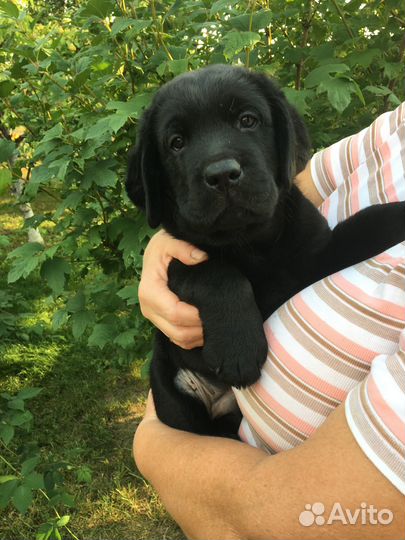 Щенки лабрадора