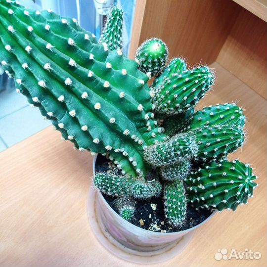 Кактус цветущий (детки большого кактуса)