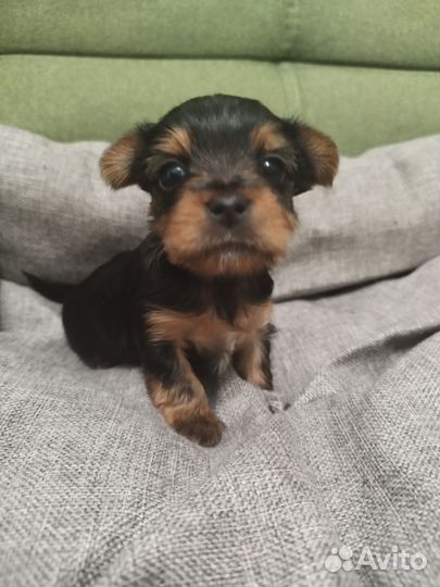 Йоркширский терьер щенки