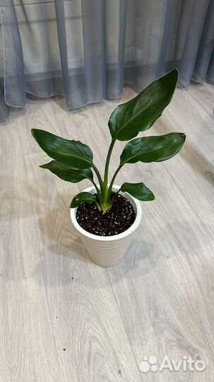 Стрелиция Регина