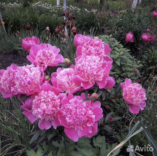 Садовые цветы