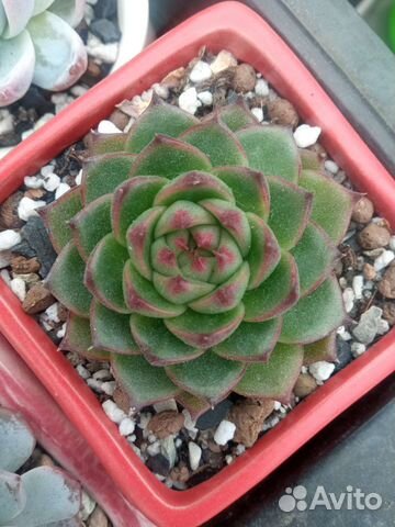 Эхеверия Moon stone. Суккулент