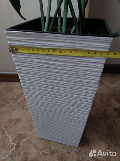 Эухарис амазонская лилия