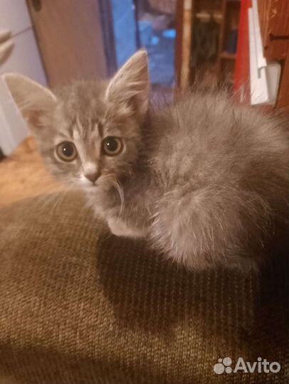 Кошечка в добрые руки