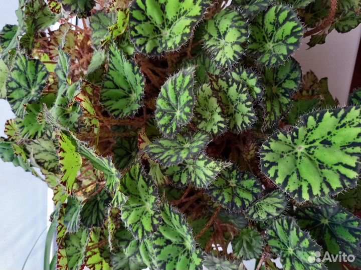 Бегония тигровая