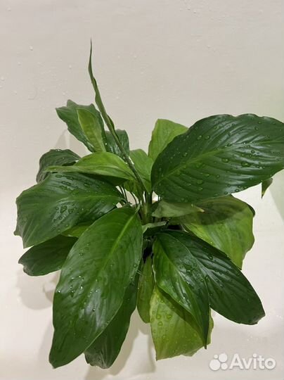 Спатифиллум