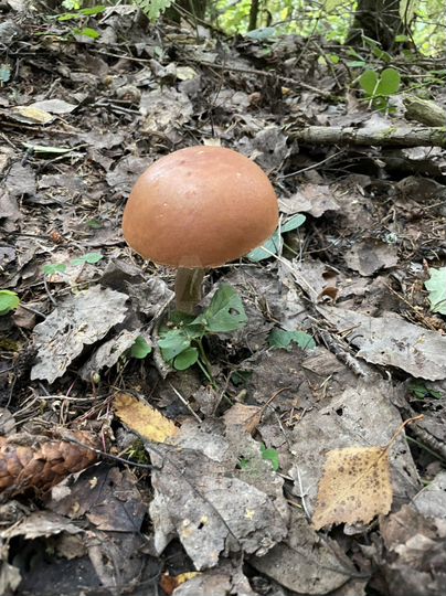 Дом 190 м² на участке 30 сот.