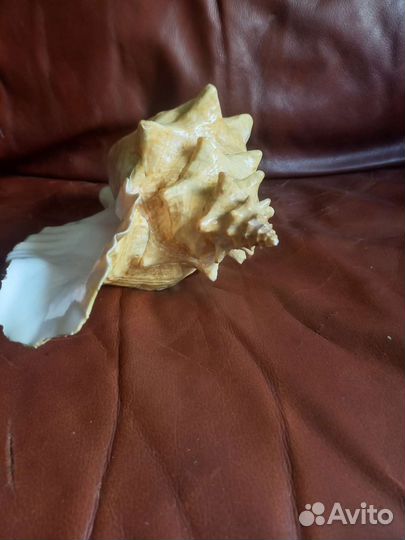 Раковина морская большая