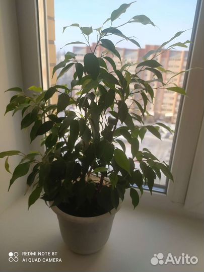 Фикус бенджамина