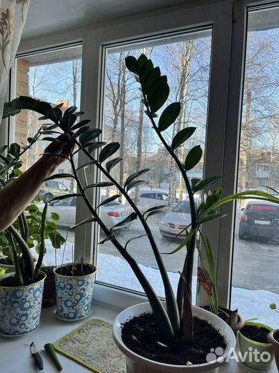 Замиокулькас