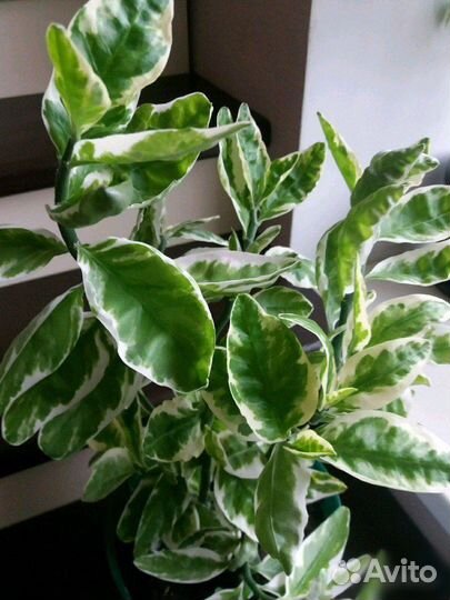 Педилантус