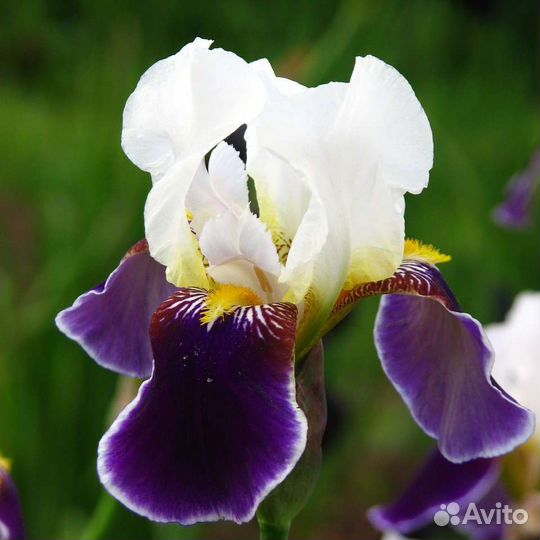 Ирис бородатый Вабаш